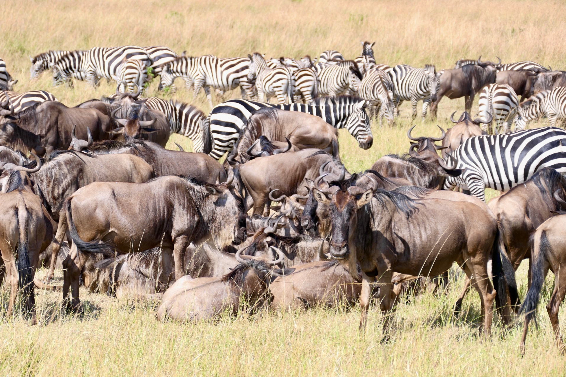 safari, Kenija