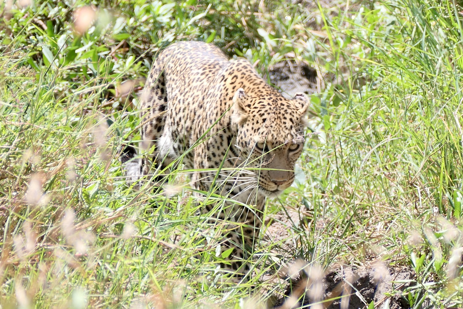 safari, Kenija, gepard