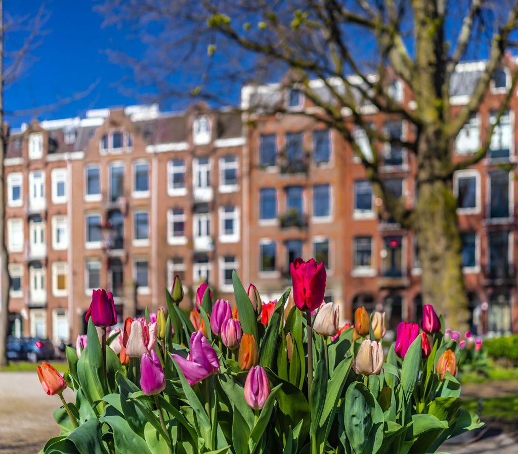 tulipani, Amsterdam, Nizozemska, polja tulipana, sezona tulipana, cvijeće, proljeće