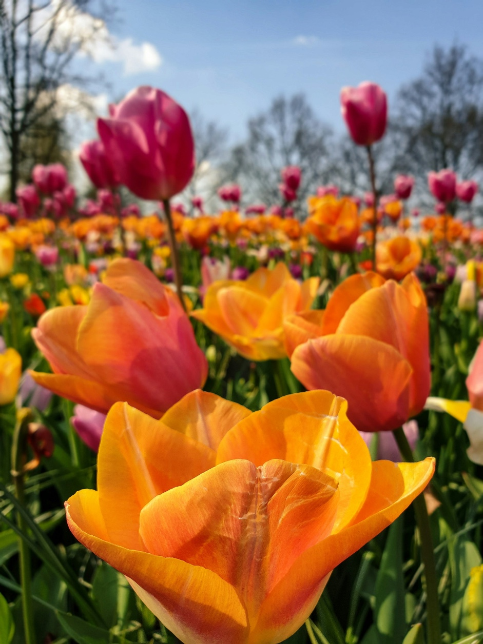 tulipani, Amsterdam, Nizozemska, polja tulipana, sezona tulipana, cvijeće, proljeće