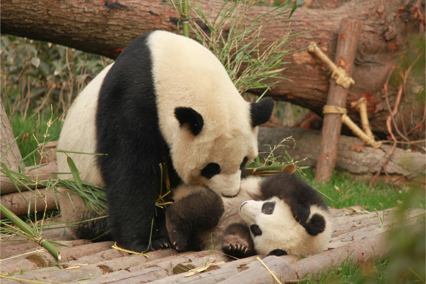 Putovanje u Kinu, panda centar