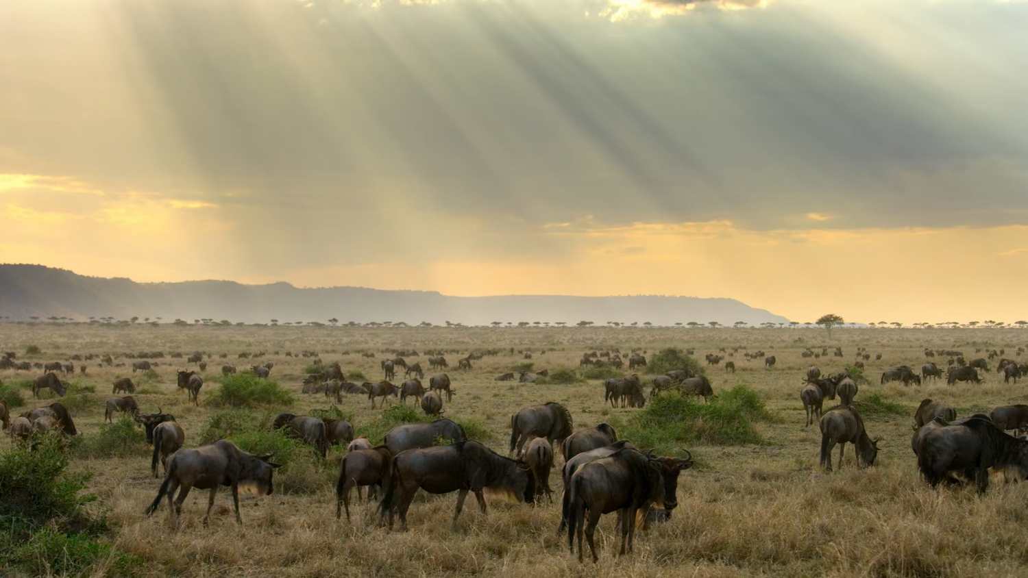 David Attenborough, Zemlja, planet Zemlja, dokumentarci Davida Attenborougha