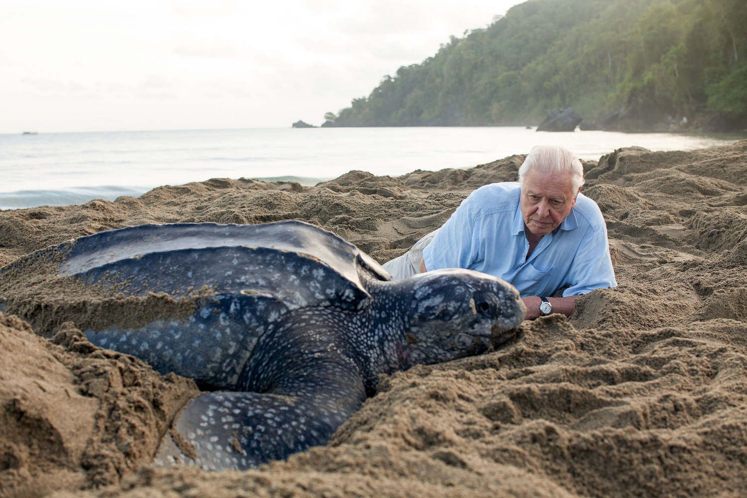 David Attenborough, Zemlja, planet Zemlja, dokumentarci Davida Attenborougha