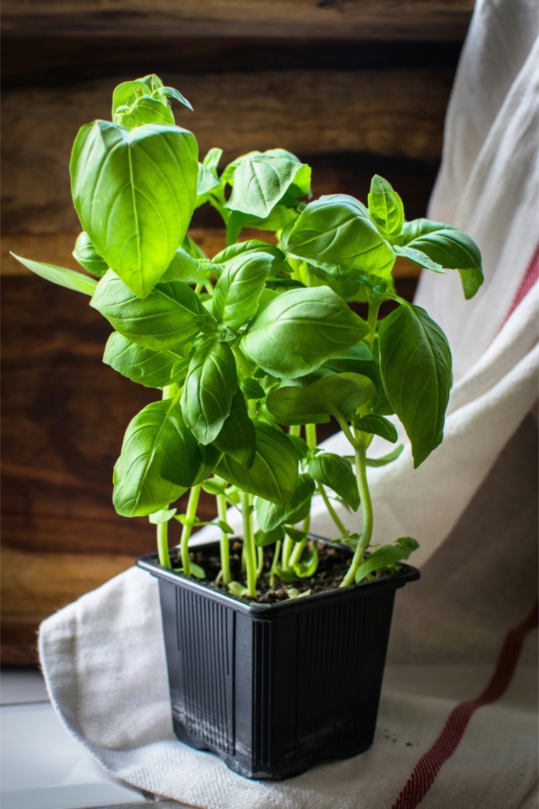 pesto, pesto umak, kako napraviti savršeni pesto, recept za pesto