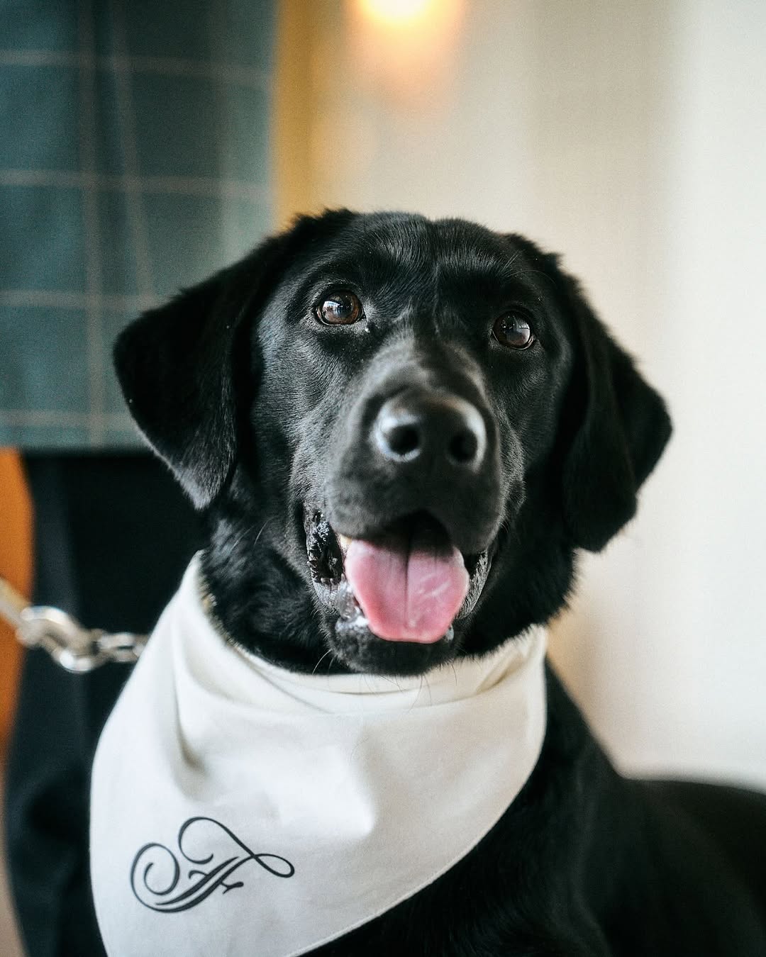 Chief Happiness Officer