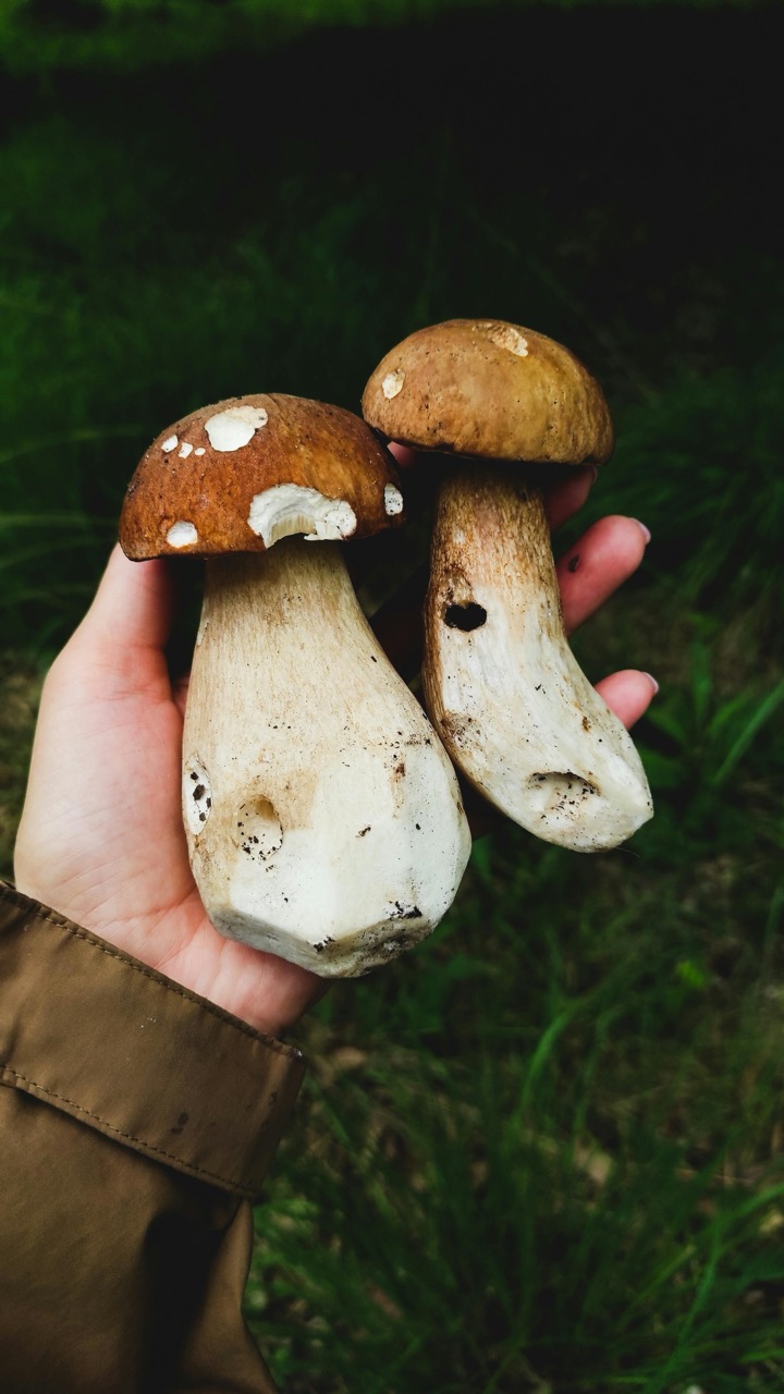 juha od vrganja, juha od vrganja recept, recept za juhu od vrganja