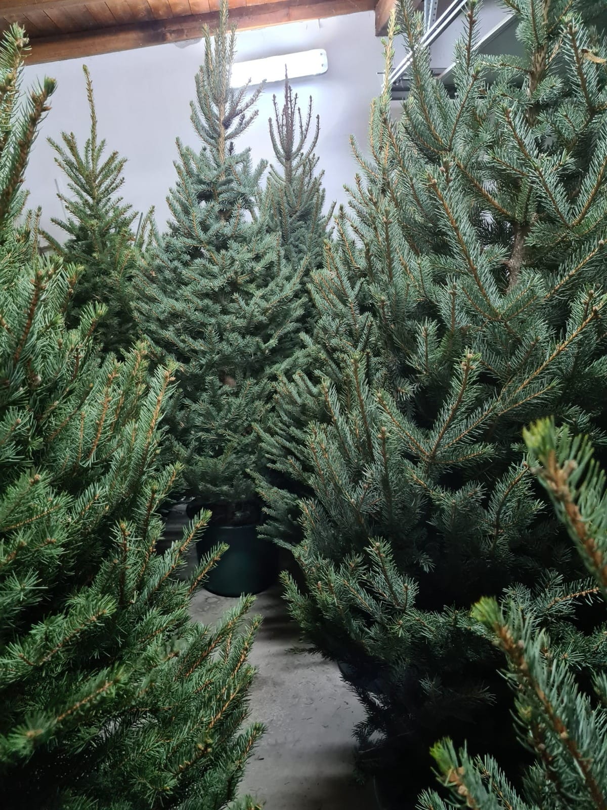 najam božićnog drvca, bor, gdje unajmiti bor, rent a plant