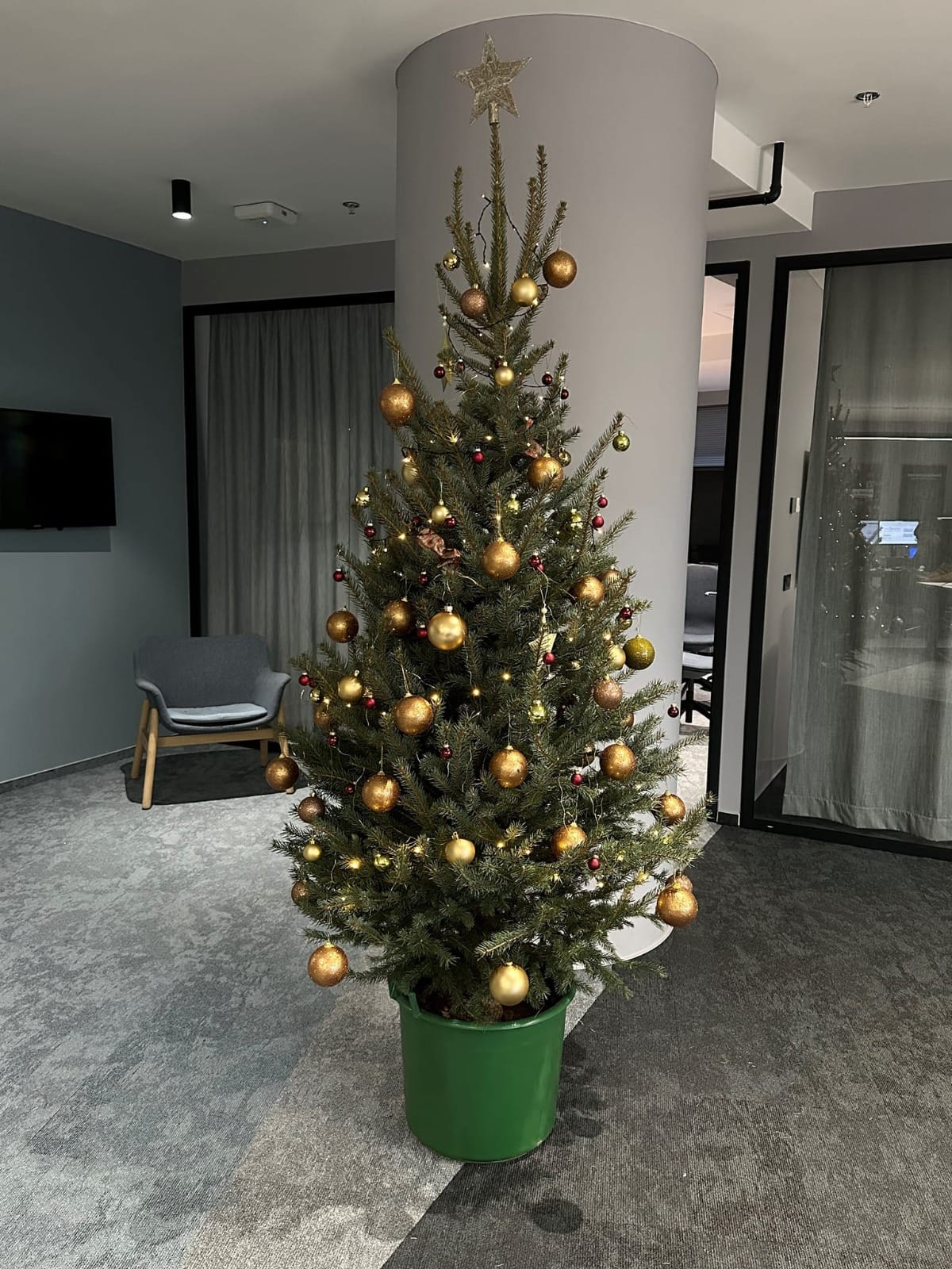 najam božićnog drvca, bor, gdje unajmiti bor, rent a plant